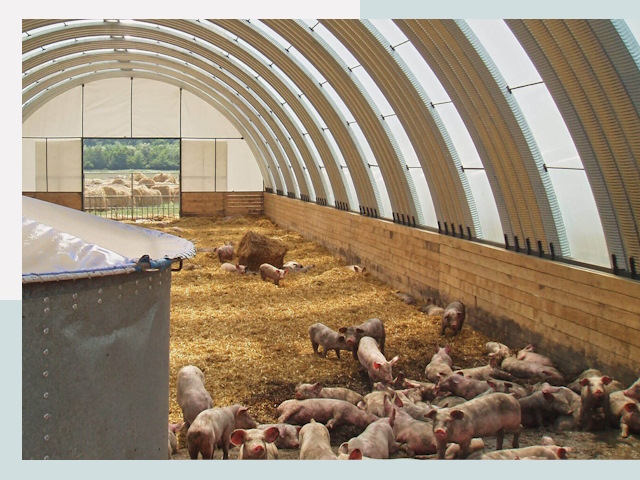 Строительство свинарников в Мысках